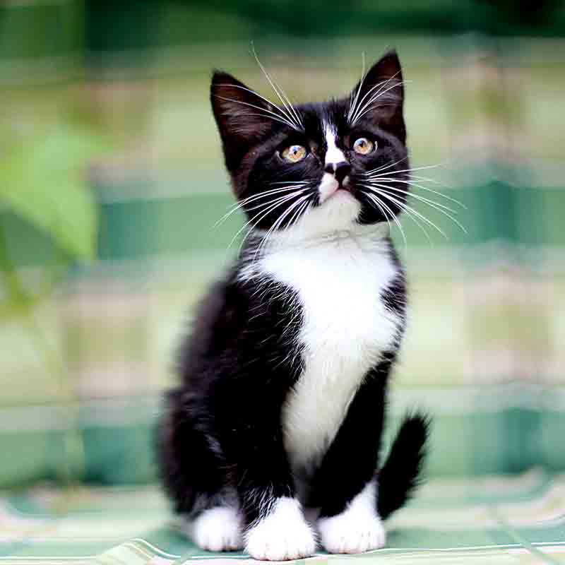 Black and White Kitty