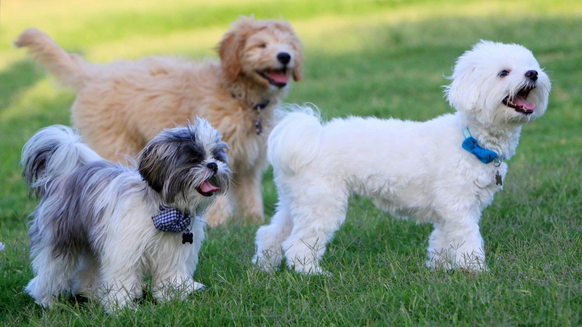 Dogs playing on grass