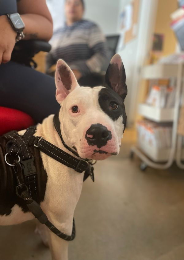 A dog wearing a harness standing on the floor