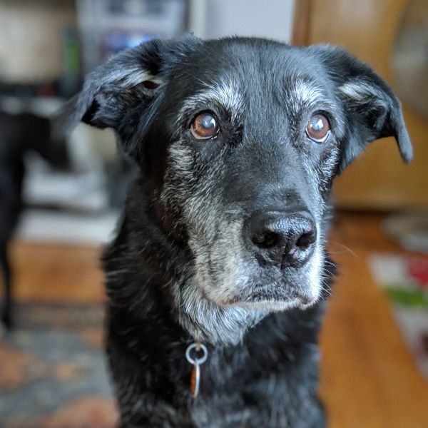 An old dog standing indoors