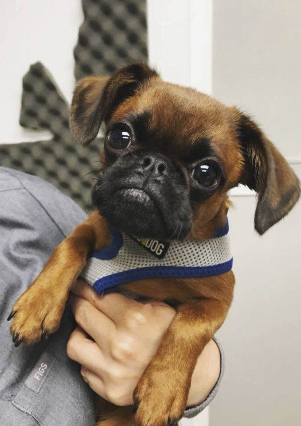 A vet staff holding a puppy