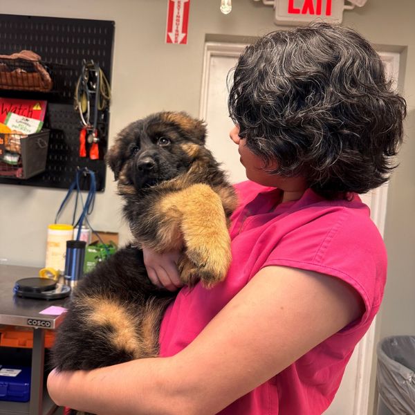 A woman gently cradles a dog in her arms