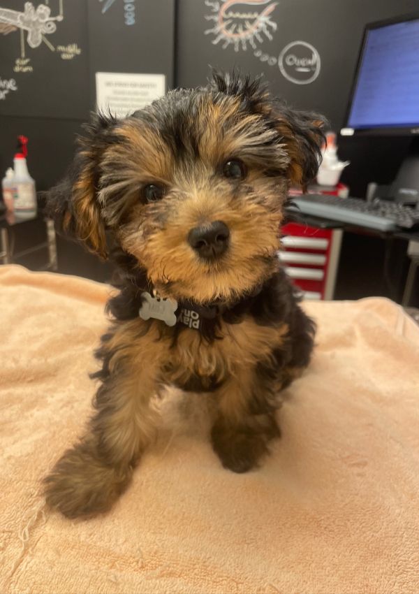 A small dog sitting on a table