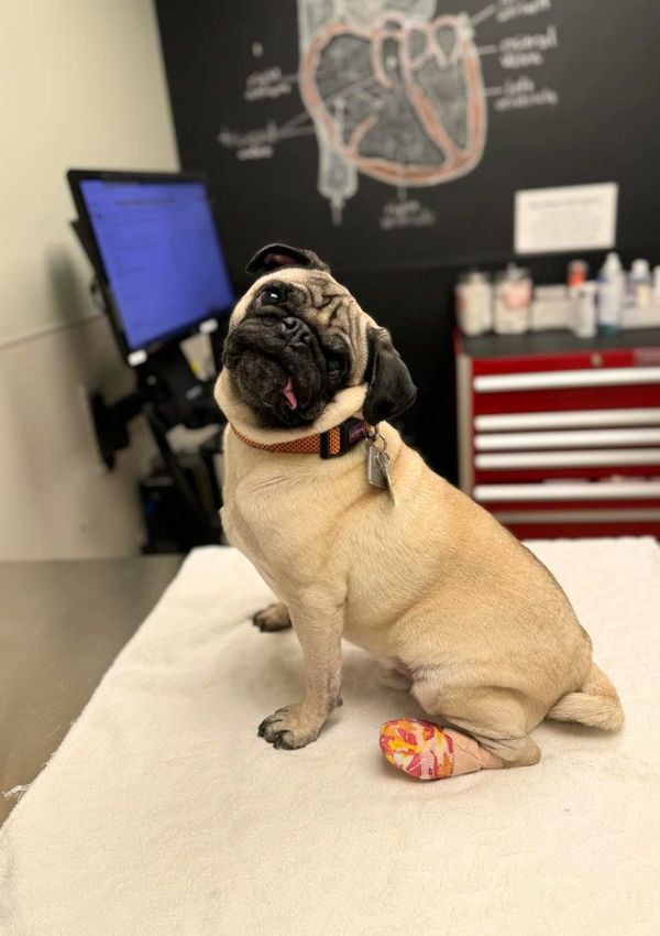 A dog on a table with a cast on its leg