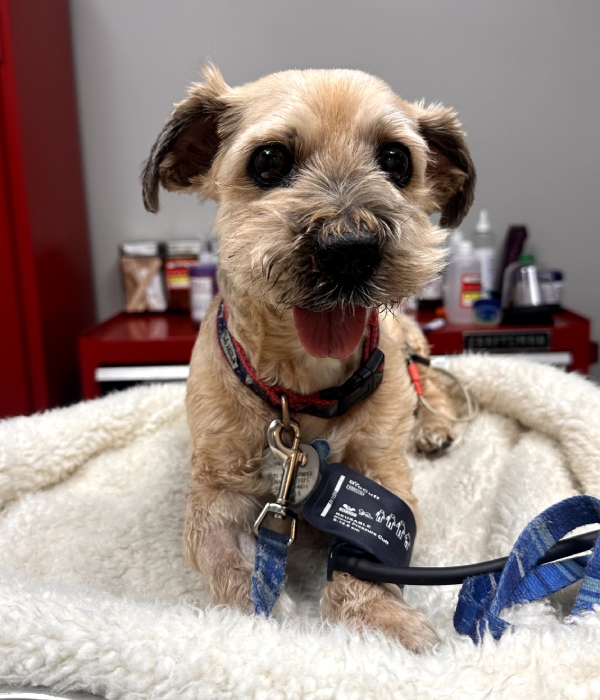 Small terrier dog at a veterinary clinic