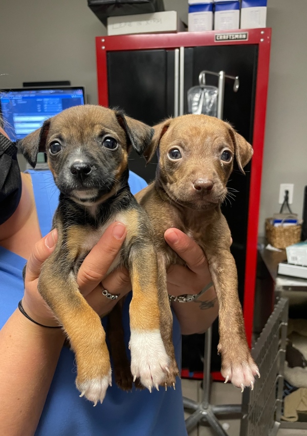 Two adorable puppies held by veterinary staff