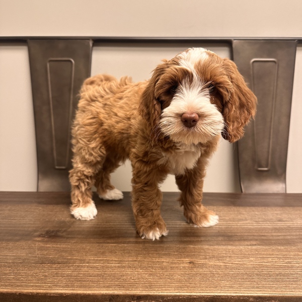 Adorable brown and white puppy on table