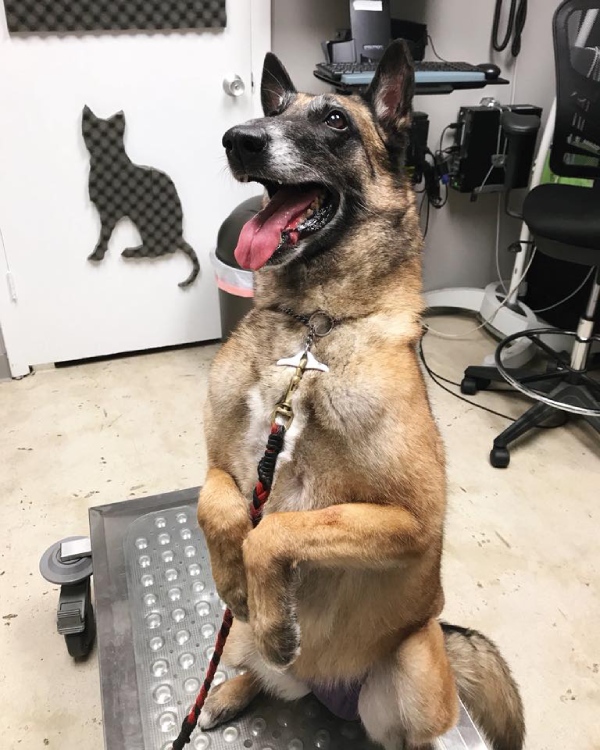 Happy dog sitting upright in veterinary clinic