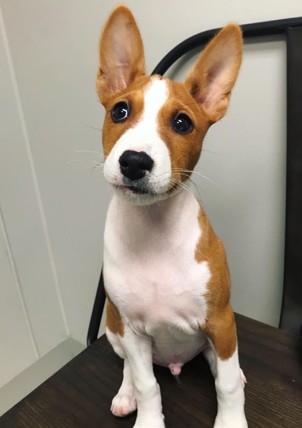 Adorable puppy sitting on the chair
